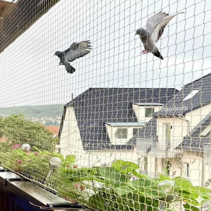 Bird Safety Nets