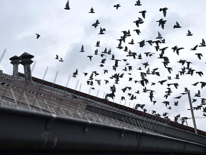 Pigeon Safety Nets
